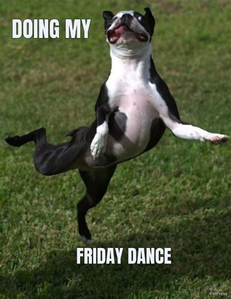10 Funny Dancing Dog Meme Petpress