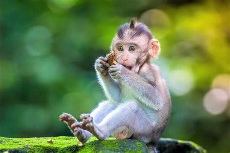 Buying A Pet Monkey How Much Does A Baby Monkey Cost