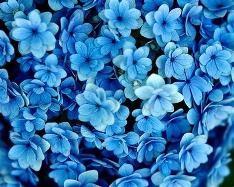 Real Blue Flowers Background 1280x1024 Wallpaper