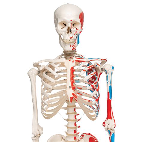 Skeleton With Muscles Model