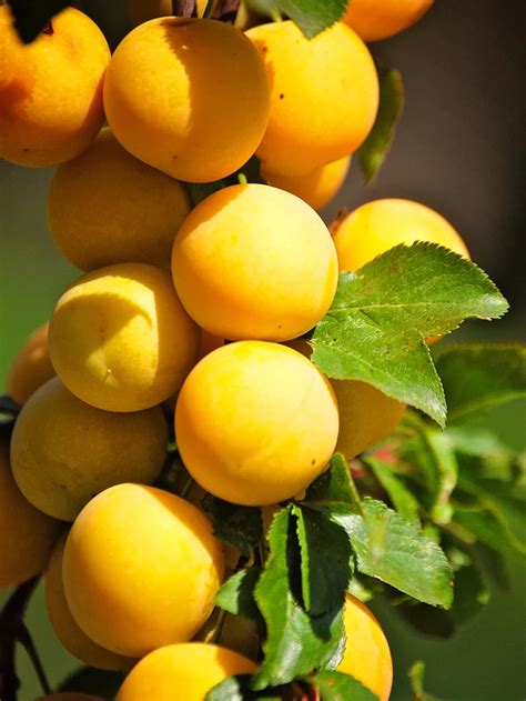 A complete guide to pruning fruit trees, including purposes, benefits, timing, goals of seasonal pruning, and pruning tactics to use. fruit trees images - Google Search | Plum tree, Fruit ...