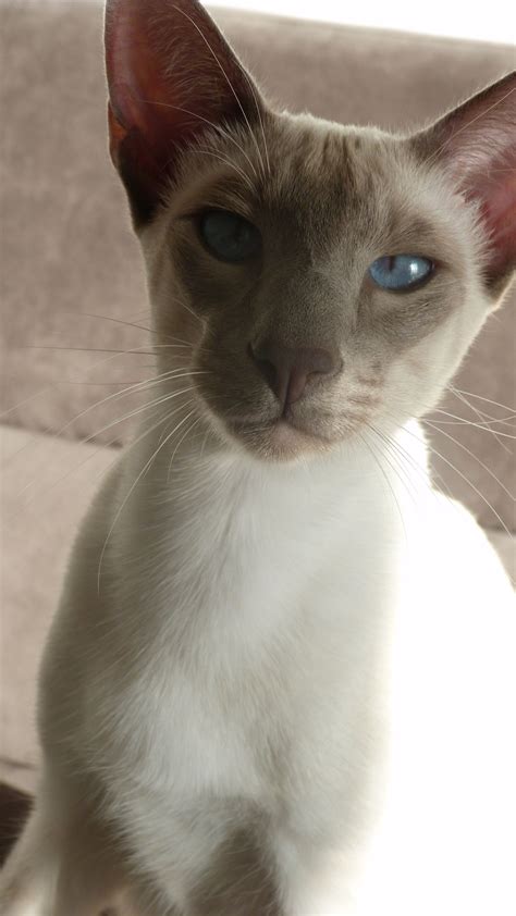 Stunning Lilac Point Siamese Cat
