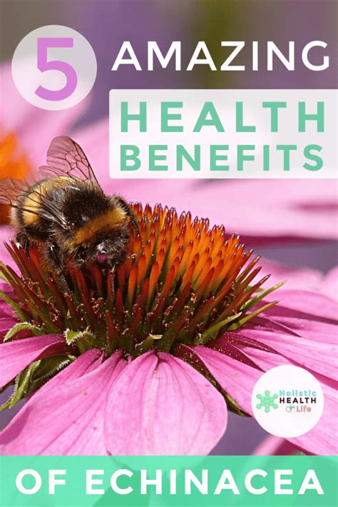 Five Amazing Benefits Of Echinacea Holistic Health For Life
