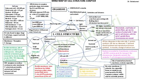Mindmap Cell Structure As Level Pdf Cell Biology