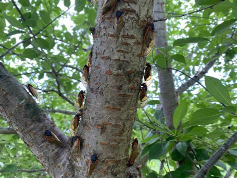 Cicadas Might Be Gone But The Damage To Your Trees Isnt Should You