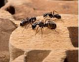 Photos of Wood Ant Control