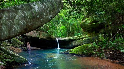 Rainforest River Turquoise Water Green Moss Rocks Tree