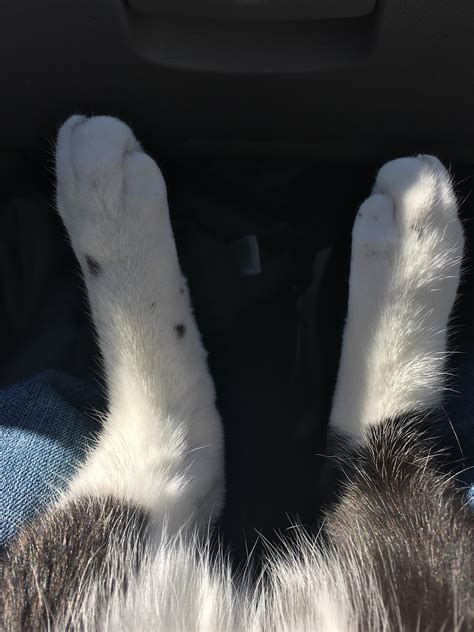 Rabbit Foot Bunny Feet Template Furry Misconceptions Rabbit Feet By