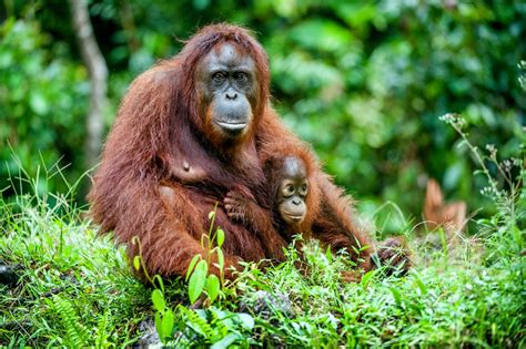 7 Wildlife Wonders Of Malaysia Expatgo