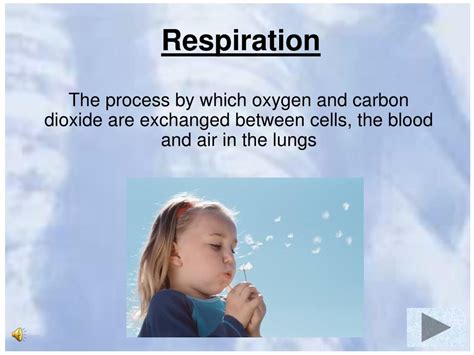 Ppt Respiratory System Vocabulary Review Powerpoint Presentation