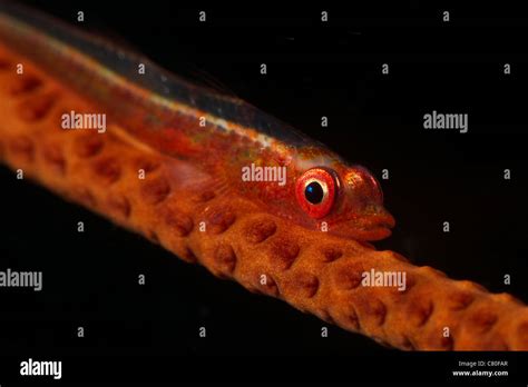 Red Goby Sitting Motionless On Whip Coral Fiji Stock Photo Alamy