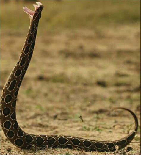 Which Animal Can Kill A King Cobra Quora