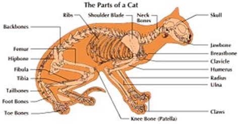 Check spelling or type a new query. Information and facts on cats anatomy
