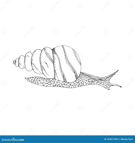 Doodle Vector Illustration With A Snail Hand Drawn Outline Stock