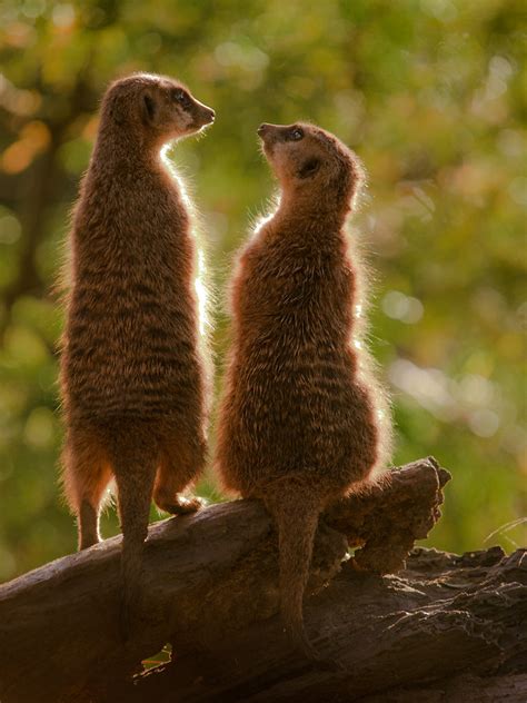 Meerkats Meerkats At Edinburgh Zoo Permission To Use Plea Flickr