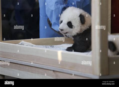 Berlin Germany 09th Dec 2019 Solemn Naming Ceremony For The Panda