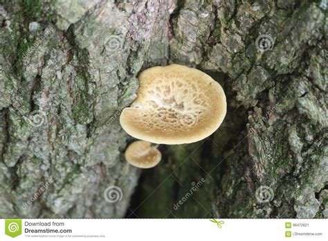 Wild Mushroom Growing On Tree Stock Image Image Of