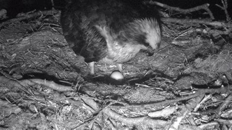 Osprey At Loch Of The Lowes Reserve Lays Second Egg Bbc News