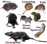 Photos of Rodent List