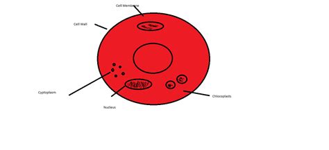 2d Labelled Diagram Red Blood Cells