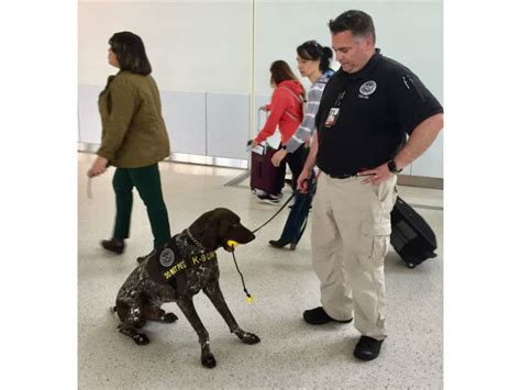 Bwi Explosive Detection Dogs Ready For Summer Baltimore Md Patch