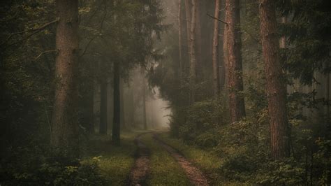Forest Road Between Trees With Fog 4k 5k Hd Nature Wallpapers Hd