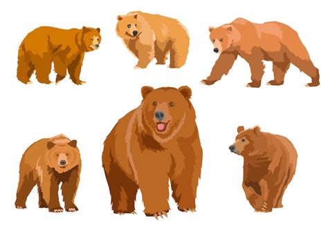 Page 14 Grizzly Bear Vectors And Illustrations For Free Download Freepik