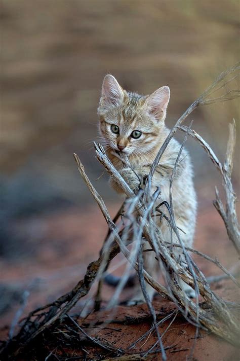 African Wildcat Kitten Photograph By Tony Camachoscience Photo Library