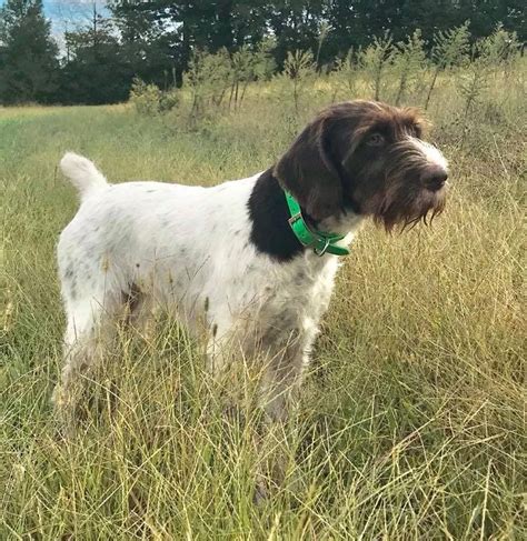 Gwpca National Field Champions German Wirehaired Pointer Club Of America