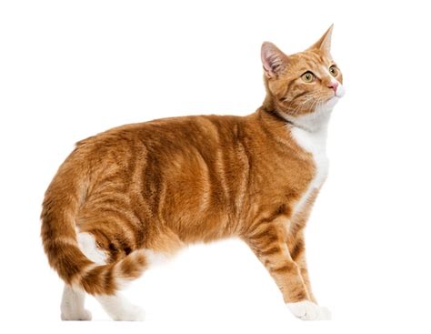 Premium Photo Side View Of A Ginger Mixed Breed Cat Standing