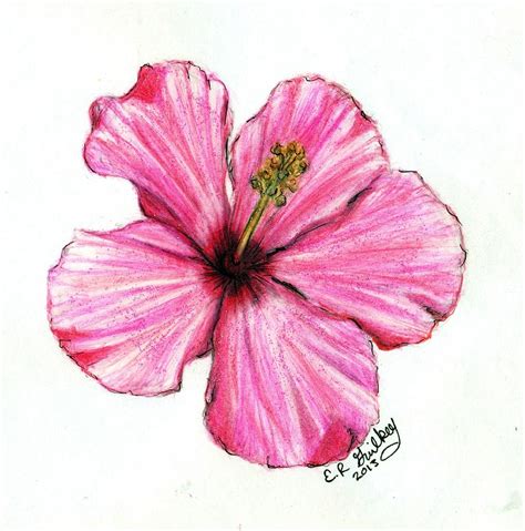 Hibiscus Drawing By Elizabeth Guilkey