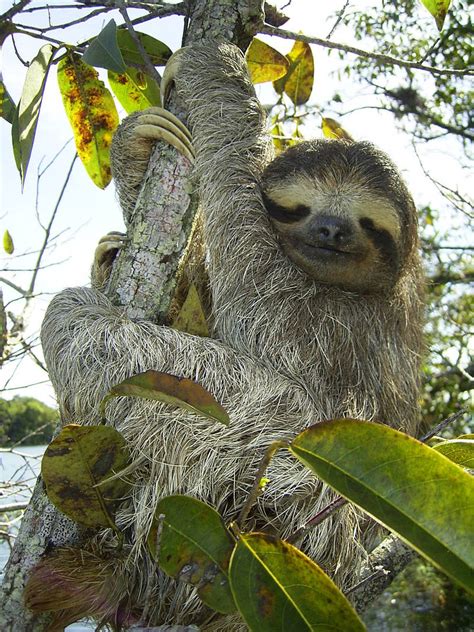 Brown Throated Three Toed Sloth Bradypus Variegatus Wiki Display