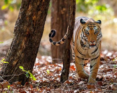 Top Tips For Bandhavgarh National Park Jungle Safari Mp Tourism