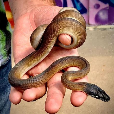 Richard Allen On Instagram Gorgeous Little Baby Northern White Lipped