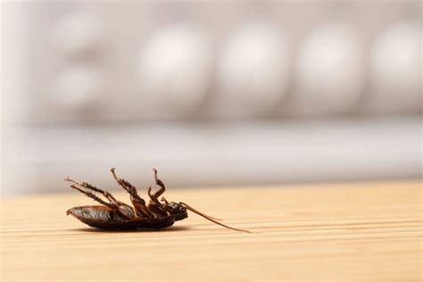 5 Common Signs Of A Pest Infestation In Your Home