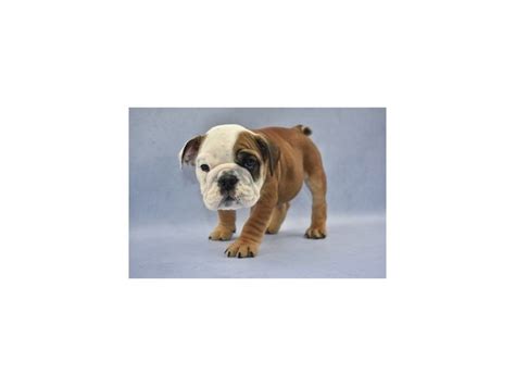 Rescue • rehabilitate • rehome english bulldogs. Olde English Bulldog Puppies Jacksonville Fl - Puppy And Pets