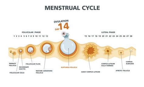 Discharge After Ovulation If Pregnant Ovulation 5 Signs Youre
