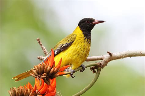 African Black Headed Oriole On Top Photo And Wallpaper All African
