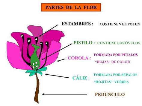 Las Partes De Una Flor Y Sus Funciones ¡resumen ImÁgenes Partes
