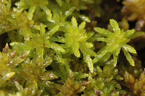 This material is collected at the dense, bottom layers of bogs, where decomposing material compresses within a highly acidic solution. Sphagnum - Wikidata