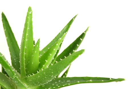 Aloe vera have a high water content (over 99% water) and it is a great way to hydrate.moisturize and rejuvenate the skin. Explore AloeVera Forever Living: Reports Confirm Aloe Vera ...