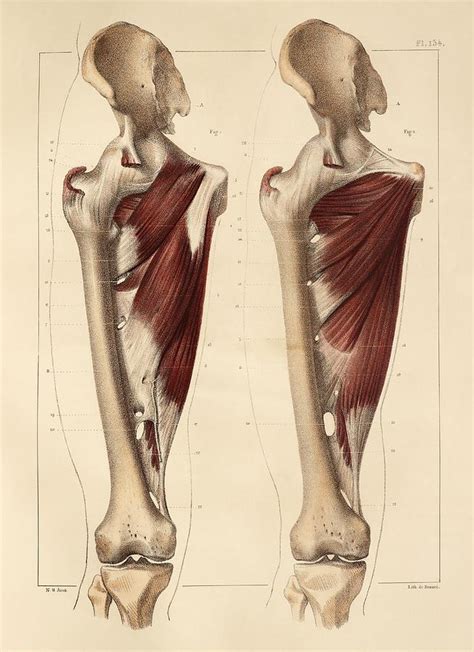 Thigh Mri Anatomy