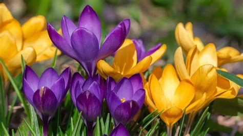 Species Crocus Mixed Colours 100 Bulbs Enchanted Gardens Kent