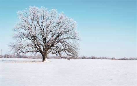 Download Wallpaper 3840x2400 Tree Snow Winter Snowy Sky Horizon 4k