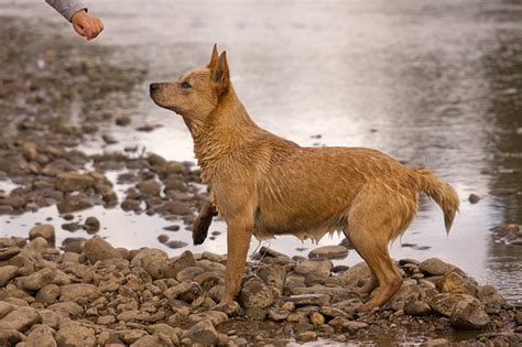 Things You Didnt Know About The Red Heeler