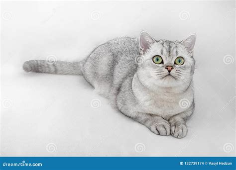 Portrait Of Gray British Shorthair Cat Is Looking Up And Isolated On