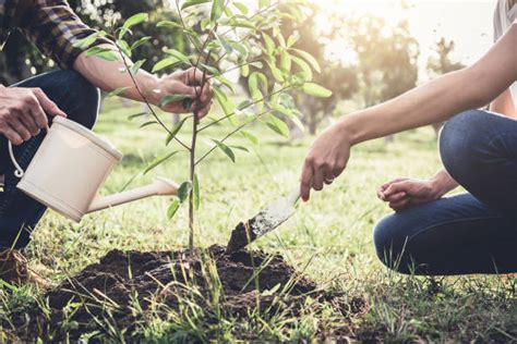 Top 60 Planting Trees Stock Photos Pictures And Images Istock