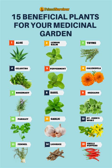 Herbs That Grow Well Together Chart