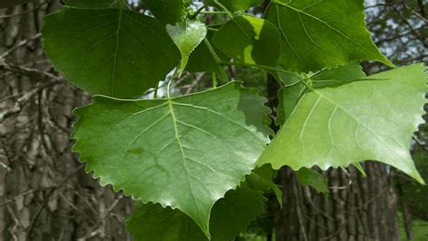 Hybrid Poplar Tree Farm Easy To Grow And Profitable