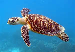 Green Sea Turtles Focusing On The Conservation Of Ecosystems
